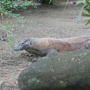 Komodo dragon