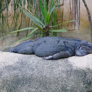 Rhinoceros iguana