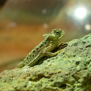 Regal Horned Lizard