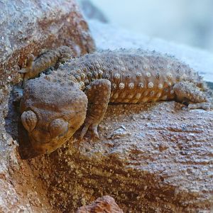 Rough Knob-tailed Gecko