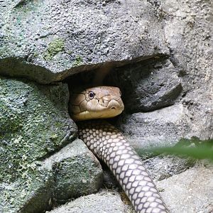 King Cobra