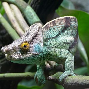 Parson's chameleon