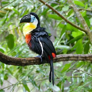 Channel-billed toucan