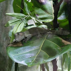Henkel's Leaf-tailed Gecko