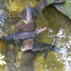 Cuvier's dwarf caiman