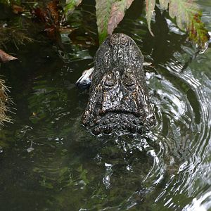 Chinese alligator getting a meal