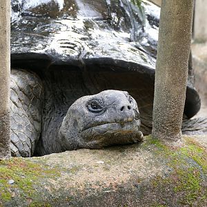 Aldabra Giant Tortoise