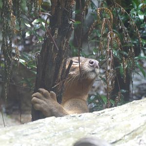 Fossa hugging a tree