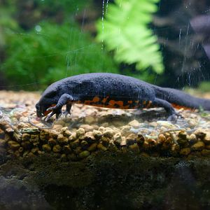 Chinese Fire-bellied Newt