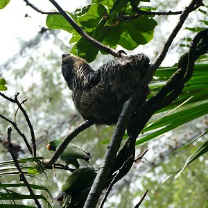 Two-toed Sloth