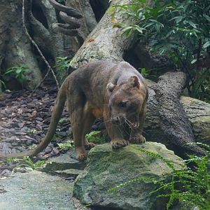 Fossa