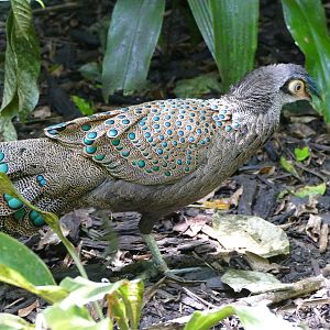 Malay Peacock Pheasant