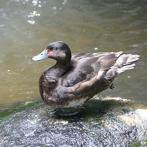 Baer's Pochard