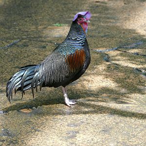 Green Junglefowl