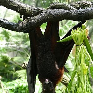 Malayan Flying Fox