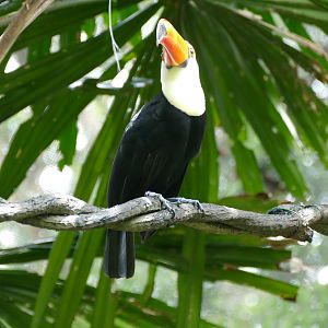 Toco Toucan