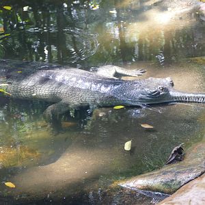 Gharial