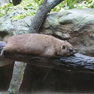 Rock hyrax
