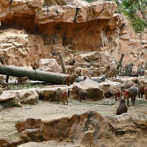 A bunch of Hamadryas Baboons and a Nubian Ibex