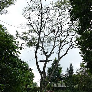 Free ranging Orang Utan high in a tree