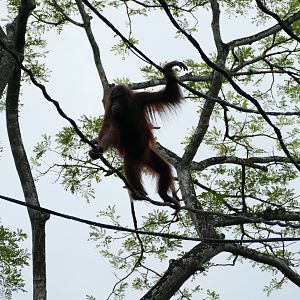 Free ranging Orang Utan high in a tree