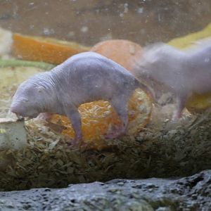 Naked Mole-rat