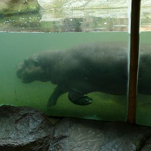Pygmy hippopotamus swimming