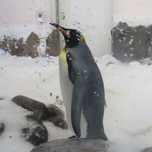 King Penguin