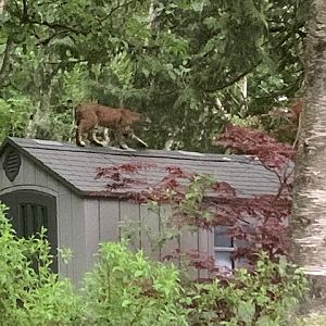 Bobcat (on shed in backyard)