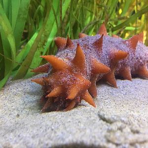 Californian Sea Cucumber
