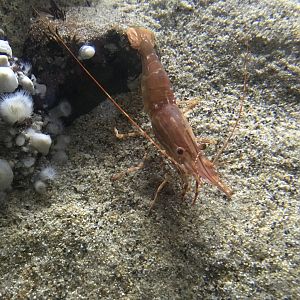 Shrimp ID?