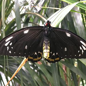 Female Cairns birdwing