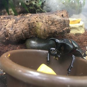 Rhinoceros beetle ID?