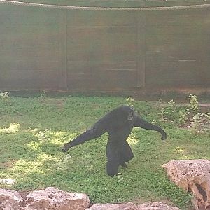 Siamang