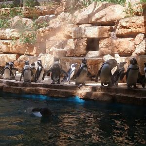 African Penguin
