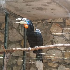 Rufous-necked hornbill