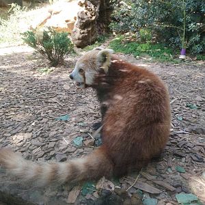 Red Panda 1