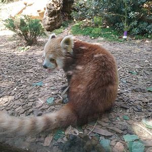 Red Panda 2