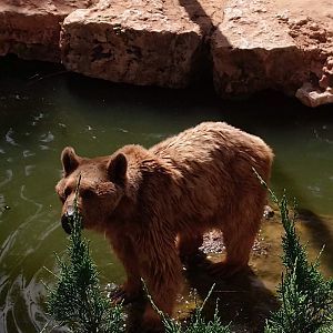 Syrian Brown Bear 1