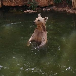 Syrian Brown Bear 2