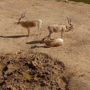 Addax