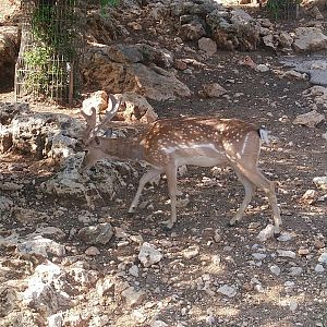 Persian Fallow Deer
