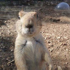 Prarie Dog 1