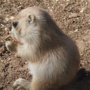 Prarie Dog 2