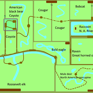 Species Based Exhibits - Roosevelt Elk / Olympic Forest Trail