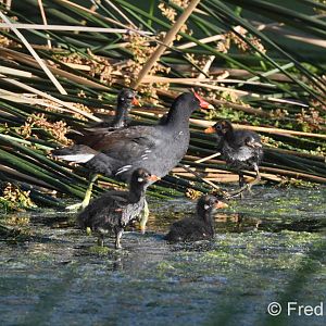 moorhen family