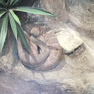 Snake ID?