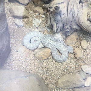 Snake ID?