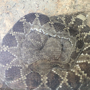 Snake ID?