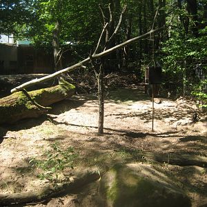 Nürnberg Tiergarten - Red river hog exhibit